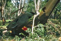 Shot down Medevac helicopter.